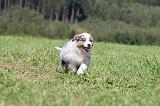 BERGER AUSTRALIEN PUPPIES 035
